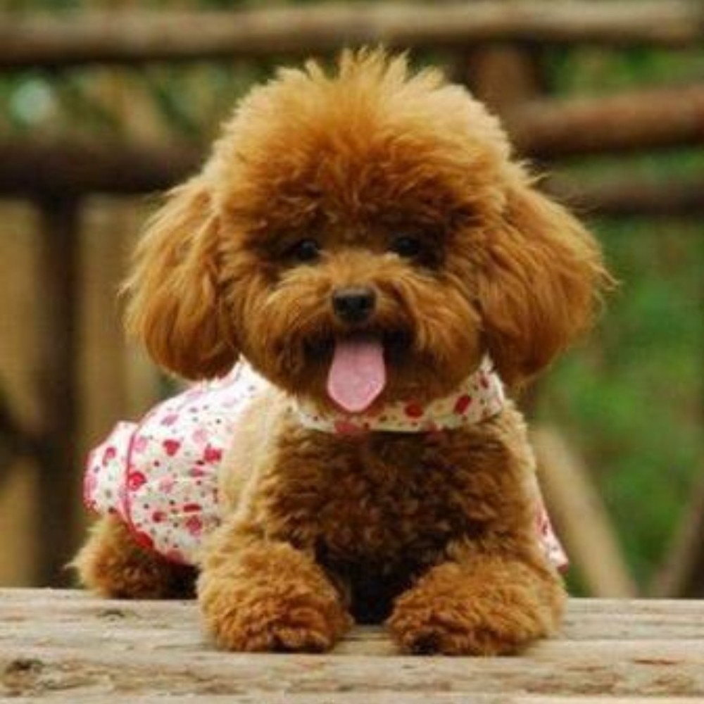 Meet your Posher, John